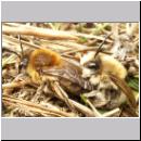 Colletes cunicularius - Seidenbiene 05.jpg